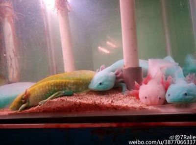 六角恐龍魚吃飼料嗎？：六角恐龍魚可以吃飼料嗎