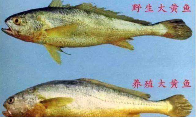 金龍魚膠有幾種顏色（金龍魚膠顏色鑒別技巧） 金龍魚膠有幾種顏色（金龍魚膠顏色鑒別技巧） 龍魚百科 第1張