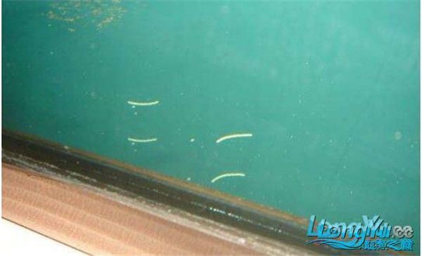 龍魚外寄生蟲治療周期一般多久？