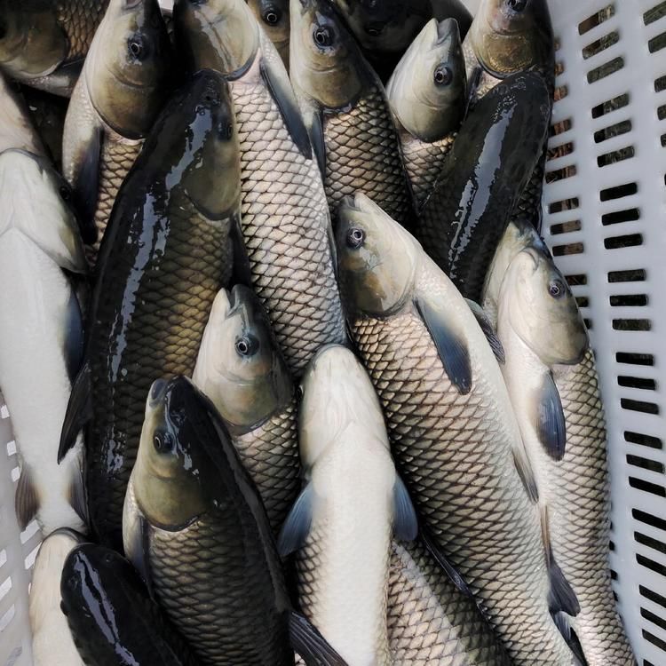 龍魚批發市場在哪里進貨好：龍魚批發市場價格查詢 龍魚批發市場在哪里進貨好：龍魚批發市場價格查詢 龍魚百科 第5張