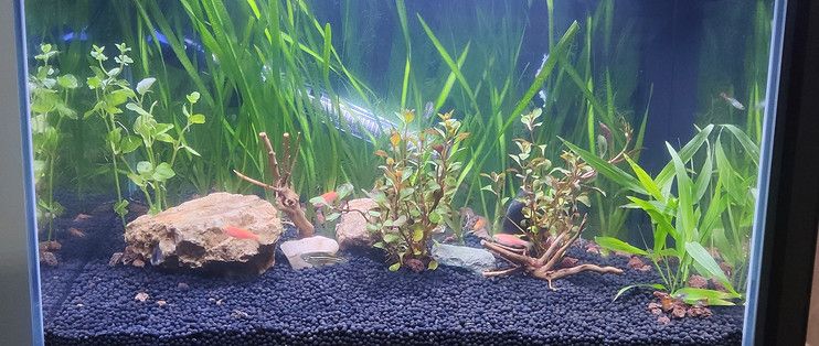 森森金鱗和小米魚缸哪個好（小米魚缸和森森金鱗魚缸哪個好）