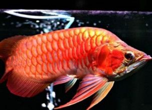 龍魚多少錢一只：金龍魚市場價格波動原因及飼養(yǎng)技巧有哪些