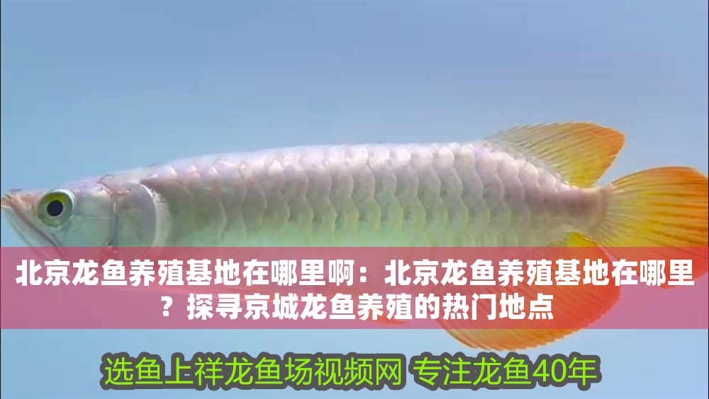 北京龍魚養(yǎng)殖基地在哪里啊：北京龍魚養(yǎng)殖基地在哪里？探尋京城龍魚養(yǎng)殖的熱門地點