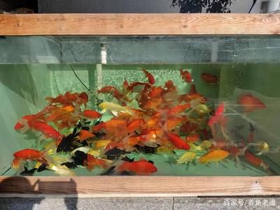 龍魚魚缸推薦哪種濾材：龍魚魚缸過濾材料的選擇