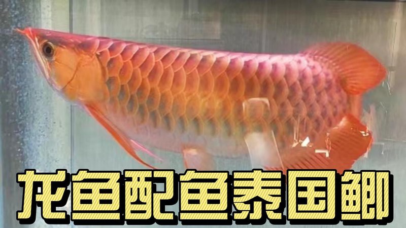 紅龍魚雙養需要多大的電源？ 紅龍魚雙養需要多大的電源？ 龍魚百科 第3張
