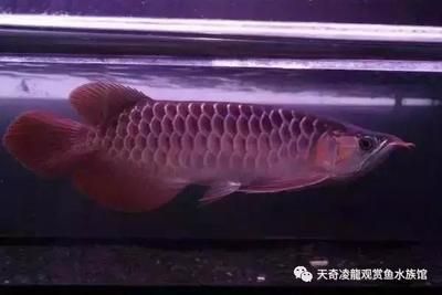 頂級(jí)龍魚(yú)價(jià)格多少錢(qián)一條：頂級(jí)龍魚(yú)價(jià)格多少錢(qián)一條頂級(jí)龍魚(yú)的價(jià)格信息