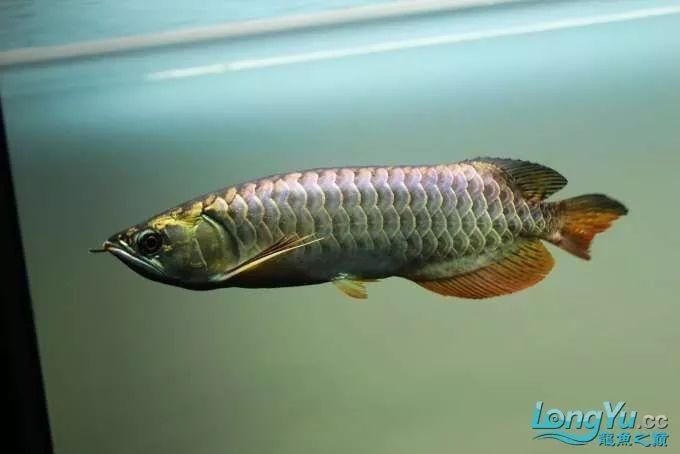 頂級(jí)龍魚(yú)價(jià)格多少錢(qián)一條：頂級(jí)龍魚(yú)價(jià)格多少錢(qián)一條頂級(jí)龍魚(yú)的價(jià)格信息