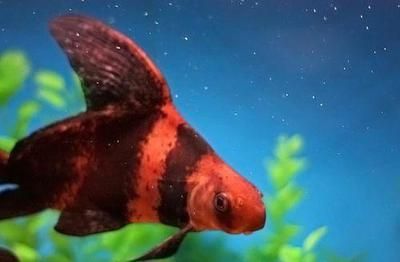 胭脂魚和六角龍魚一起養么（胭脂魚和六角龍魚可以混養嗎？）