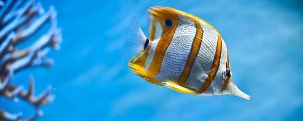 胭脂魚和六角龍魚一起養么（胭脂魚和六角龍魚可以混養嗎？）