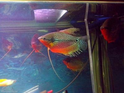麗麗魚和曼龍魚的區(qū)別,麗麗魚和曼龍魚有什么區(qū)別 龍魚百科 第3張 麗麗魚和曼龍魚的區(qū)別,麗麗魚和曼龍魚有什么區(qū)別 麗麗魚和曼龍魚的區(qū)別,麗麗魚和曼龍魚有什么區(qū)別 龍魚百科 第3張