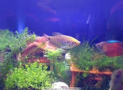 麗麗魚和曼龍魚的區(qū)別,麗麗魚和曼龍魚有什么區(qū)別 龍魚百科 第1張 麗麗魚和曼龍魚的區(qū)別,麗麗魚和曼龍魚有什么區(qū)別 麗麗魚和曼龍魚的區(qū)別,麗麗魚和曼龍魚有什么區(qū)別 龍魚百科 第1張