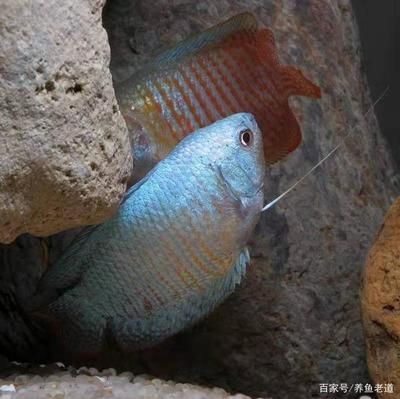 麗麗魚和曼龍魚的區(qū)別,麗麗魚和曼龍魚有什么區(qū)別 龍魚百科 第5張 麗麗魚和曼龍魚的區(qū)別,麗麗魚和曼龍魚有什么區(qū)別 麗麗魚和曼龍魚的區(qū)別,麗麗魚和曼龍魚有什么區(qū)別 龍魚百科 第5張