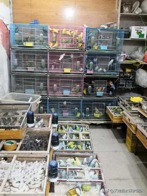 成都哪里有賣龍魚的 龍魚百科 第2張 成都哪里有賣龍魚的 成都哪里有賣龍魚的 龍魚百科 第2張