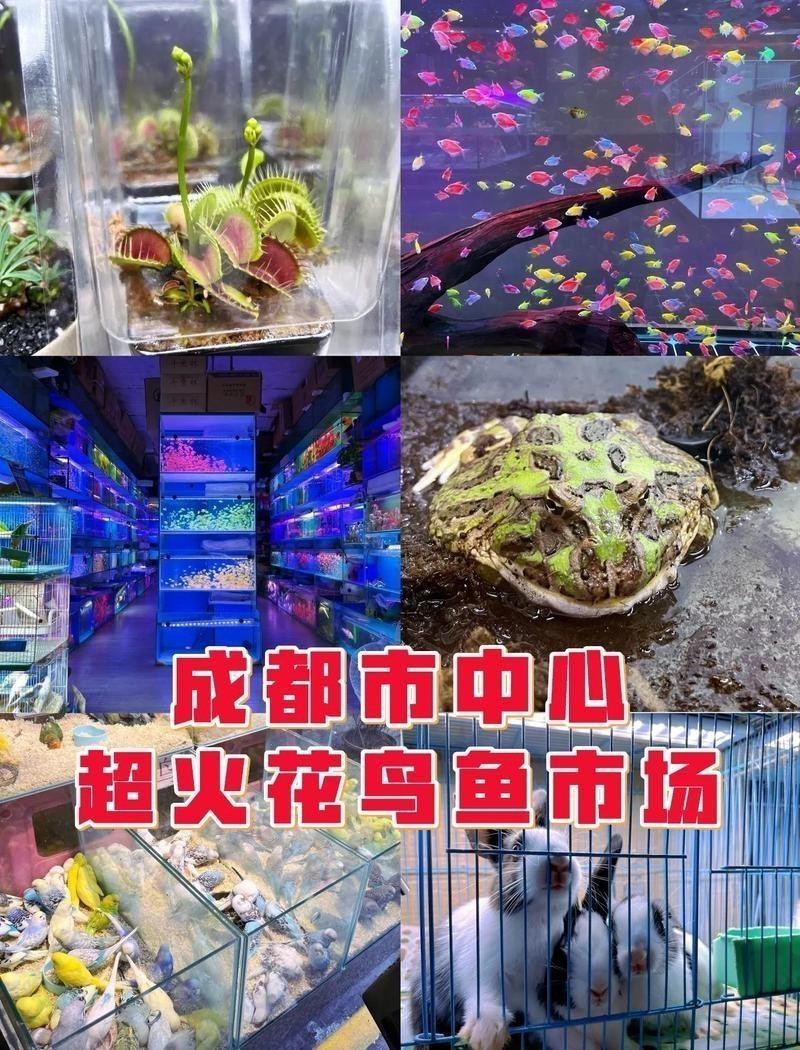 成都哪里有賣龍魚的 成都哪里有賣龍魚的 龍魚百科 第16張