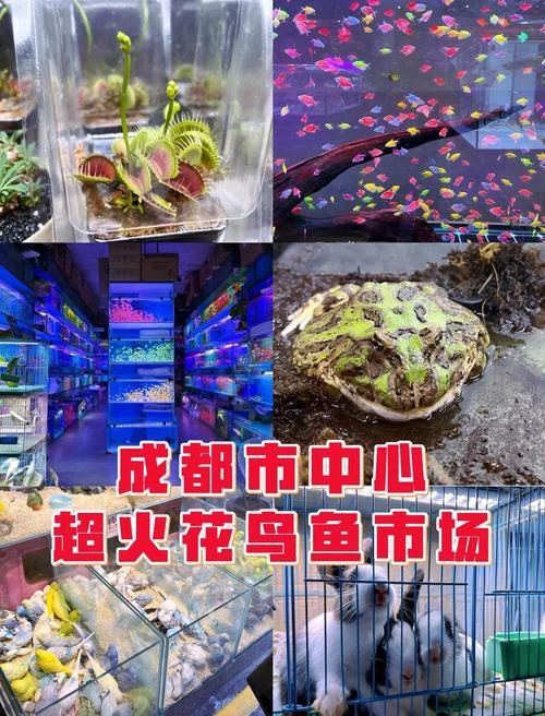 成都哪里有賣龍魚的 龍魚百科 第5張 成都哪里有賣龍魚的 成都哪里有賣龍魚的 龍魚百科 第5張
