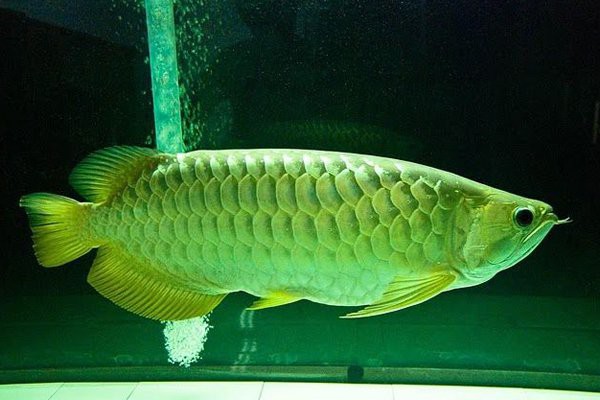 金龍魚有沒有高背養到過背的魚 金龍魚有沒有高背養到過背的魚 龍魚百科 第5張