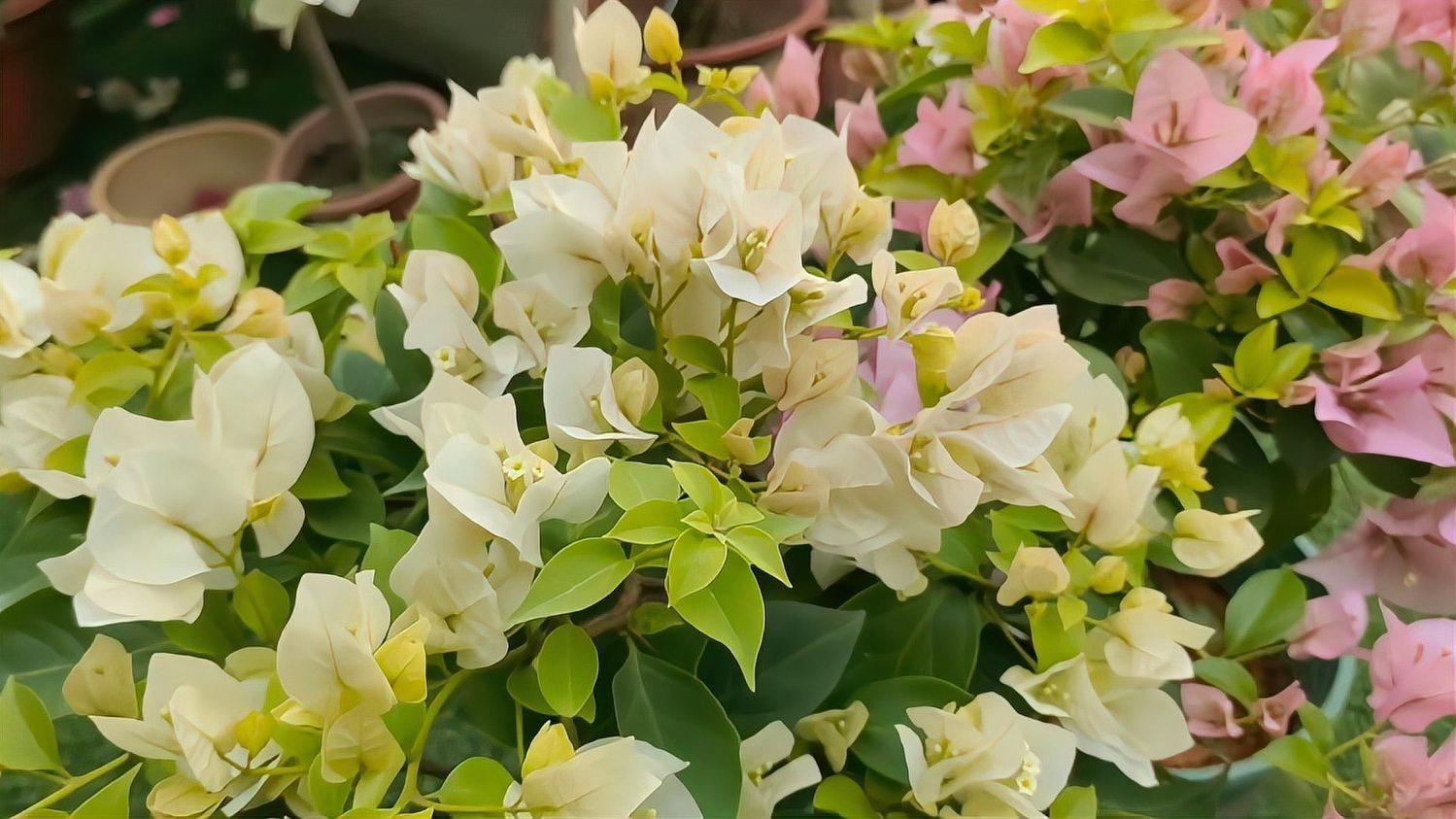 金龍魚有沒有高背養到過背的魚 金龍魚有沒有高背養到過背的魚 龍魚百科 第1張