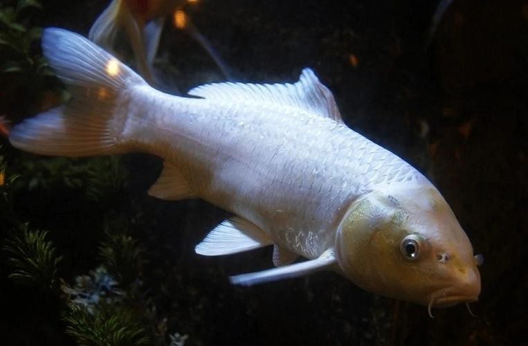 如何判斷龍鳳魚是否健康？