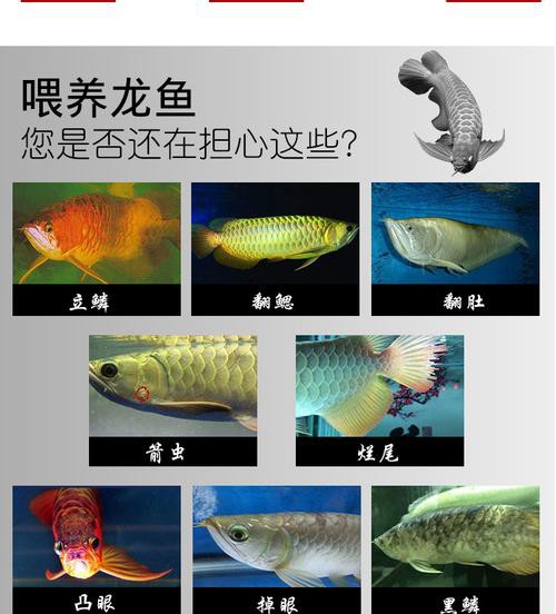 金龍魚和虎魚可以和什么魚混養呢圖片