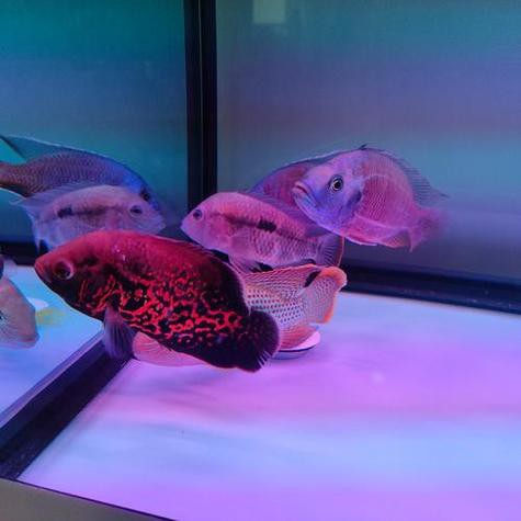 金龍魚和虎魚可以和什么魚混養呢圖片