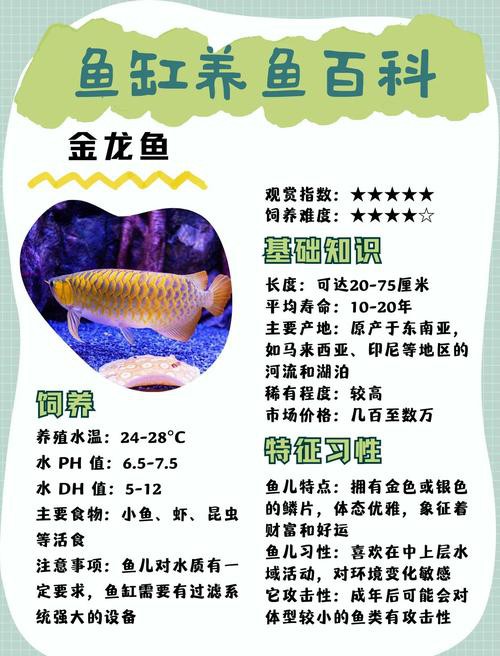 金龍魚和虎魚可以和什么魚混養呢圖片