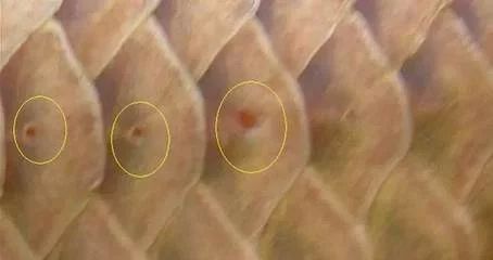 最貴的金龍魚：世界上最貴的金龍魚價值500萬元 最貴的金龍魚：世界上最貴的金龍魚價值500萬元 龍魚百科 第1張
