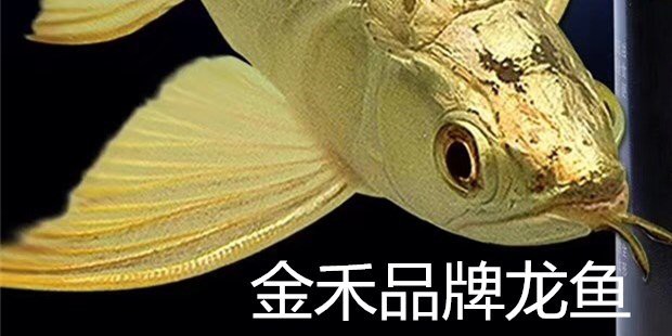 金龍魚長到多大就不發色了呢