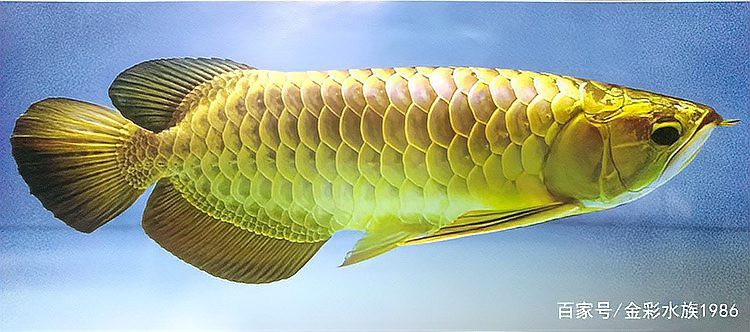 金龍魚長到多大就不發色了呢