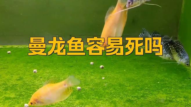 養(yǎng)曼龍魚需要注意什么事項