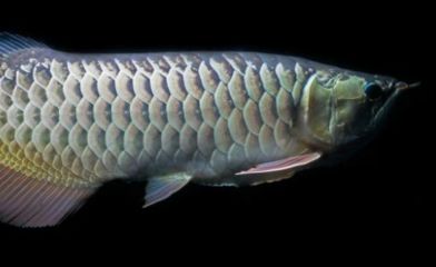 龍魚浮水面是不是缺氧引起的：為什么龍魚會浮到水面，可能是缺氧引起的， 龍魚浮水面是不是缺氧引起的：為什么龍魚會浮到水面，可能是缺氧引起的， 龍魚百科 第5張