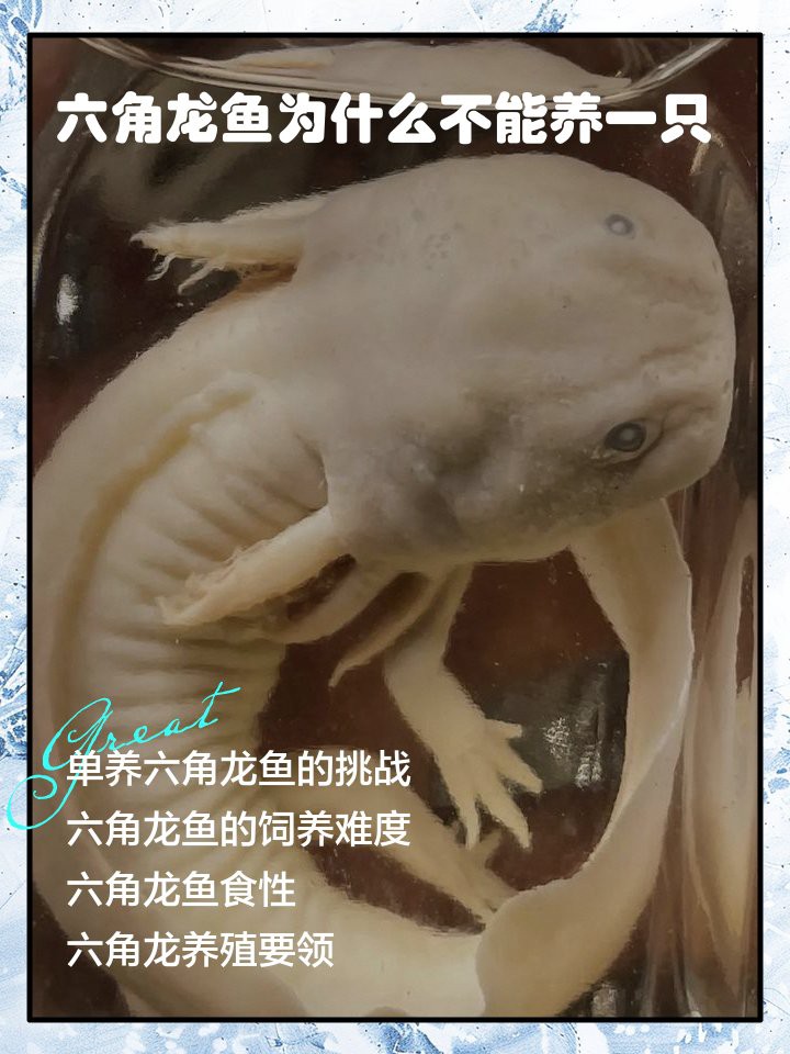 六角龍魚好養么嗎 六角龍魚好養么嗎 龍魚百科 第7張