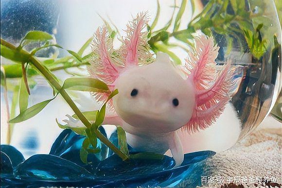 六角龍魚好養么嗎 六角龍魚好養么嗎 龍魚百科 第6張