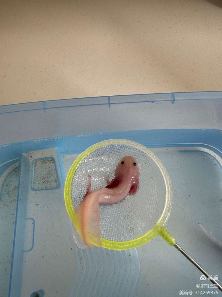 六角龍魚好養么嗎 六角龍魚好養么嗎 龍魚百科 第4張
