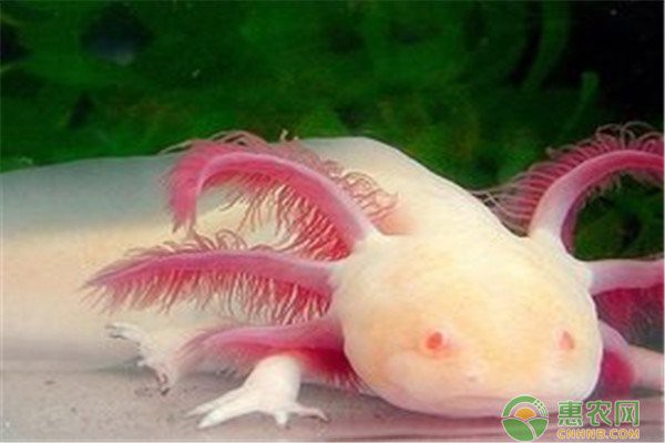 六角龍魚好養么嗎 六角龍魚好養么嗎 龍魚百科 第3張