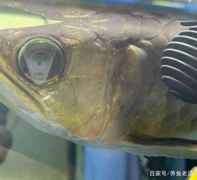 金龍魚眼睛白點是什么病：金龍魚白點是什么病