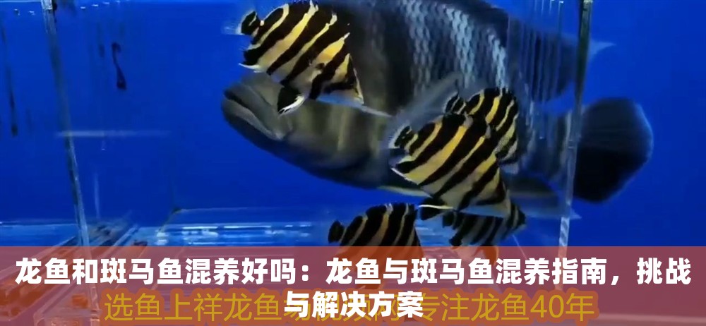 龍魚和斑馬魚混養好嗎：龍魚與斑馬魚混養指南，挑戰與解決方案
