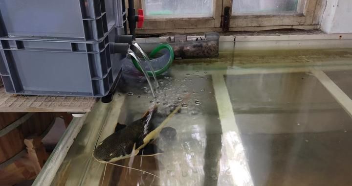 龍魚太大缸子太小怎么處理（遇到龍魚太大而缸子太小的情況時） 龍魚太大缸子太小怎么處理（遇到龍魚太大而缸子太小的情況時） 龍魚百科 第4張