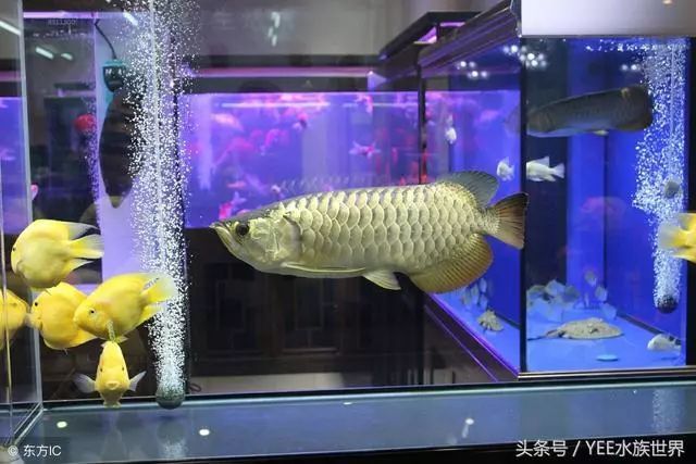 龍魚太大缸子太小怎么處理（遇到龍魚太大而缸子太小的情況時） 龍魚太大缸子太小怎么處理（遇到龍魚太大而缸子太小的情況時） 龍魚百科 第5張
