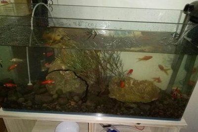 龍魚專用缸排名榜最新：2024年龍魚專用缸排名榜