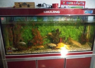 龍魚專用缸排名榜最新：2024年龍魚專用缸排名榜