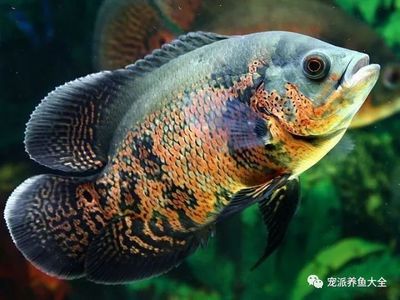 龍魚哪里的好吃又便宜的：廣州海鮮批發市場攻略 龍魚哪里的好吃又便宜的：廣州海鮮批發市場攻略 龍魚百科 第3張
