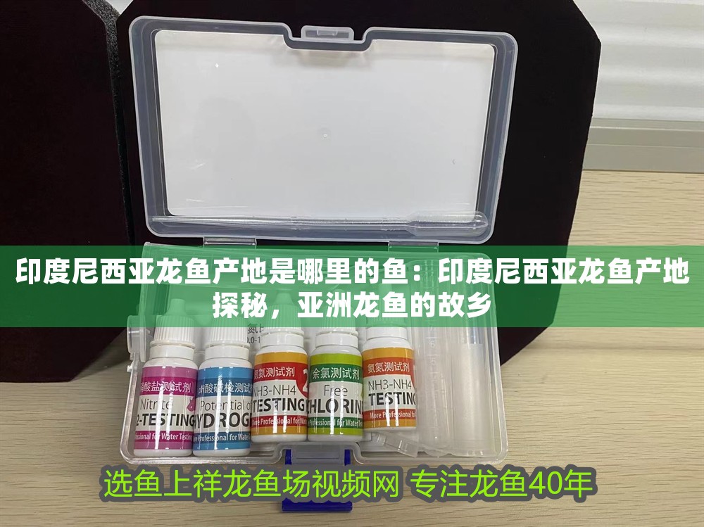印度尼西亞龍魚產地是哪里的魚：印度尼西亞龍魚產地探秘，亞洲龍魚的故鄉