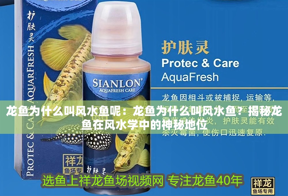龍魚為什么叫風水魚呢：龍魚為什么叫風水魚？揭秘龍魚在風水學中的神秘地位