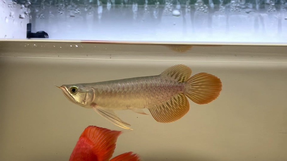 紅龍魚尾鰭虎斑紋圖片