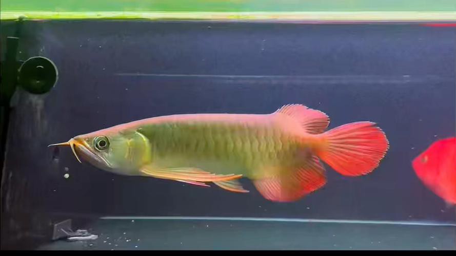 紅龍魚尾鰭虎斑紋圖片