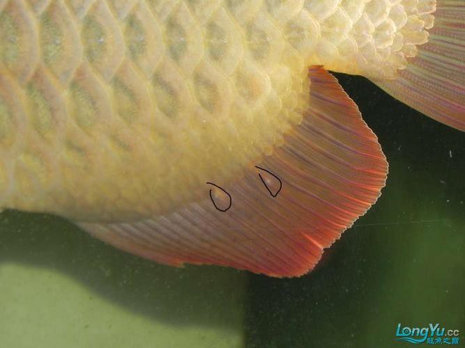 紅龍魚尾鰭虎斑紋圖片