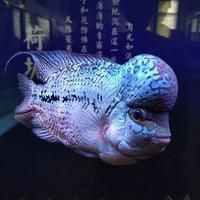 金雙線魚好養嗎