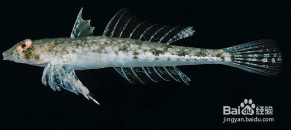 金雙線魚好養嗎