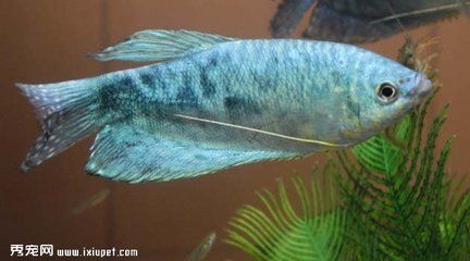 龍魚怎樣飼養(yǎng)好養(yǎng)活一些：飼養(yǎng)龍魚需要考慮哪些問題？
