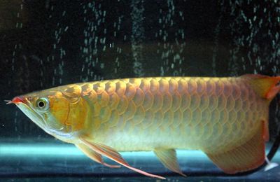 龍魚的壽命最長能活多少年啊：關于龍魚壽命的一些詳細信息